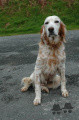 Setter Anglais PETRA DE LA MALETIERE Setter Anglais PETRA DE LA MALETIERE